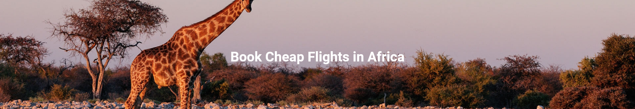 Screenshot 2026-03-19 at 10-43-03 Cheap Flights To Africa The Lowest Prices – Travelstart.co.za